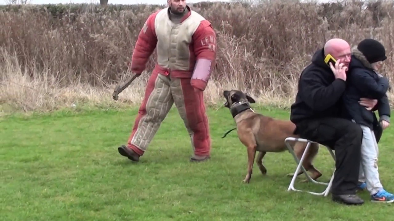 personal / family protection dog training