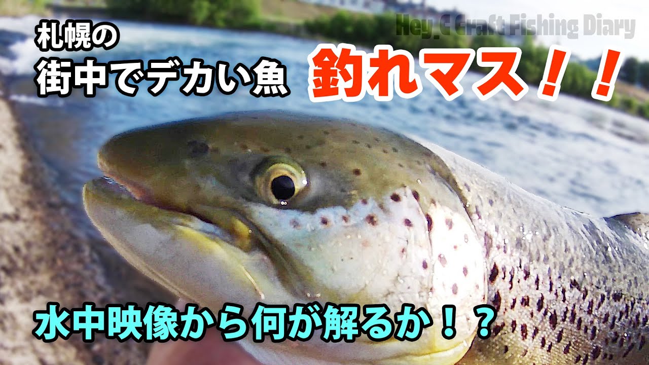 豊平川でデカい魚を釣る！！水中映像アリ！「豊平川釣行記」EP1