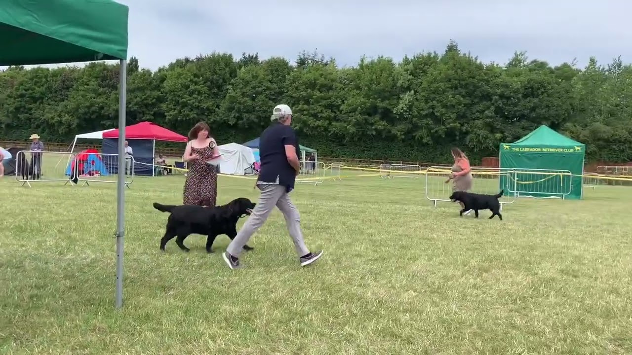 Labrador Retriever Club Championship Show - July 2022