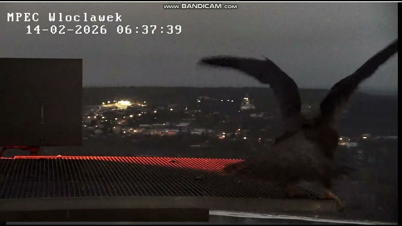 MPEC Włocławek PL - Zazamka flew away, Szkwał was late with Valentine - 2026 02 14 06 37