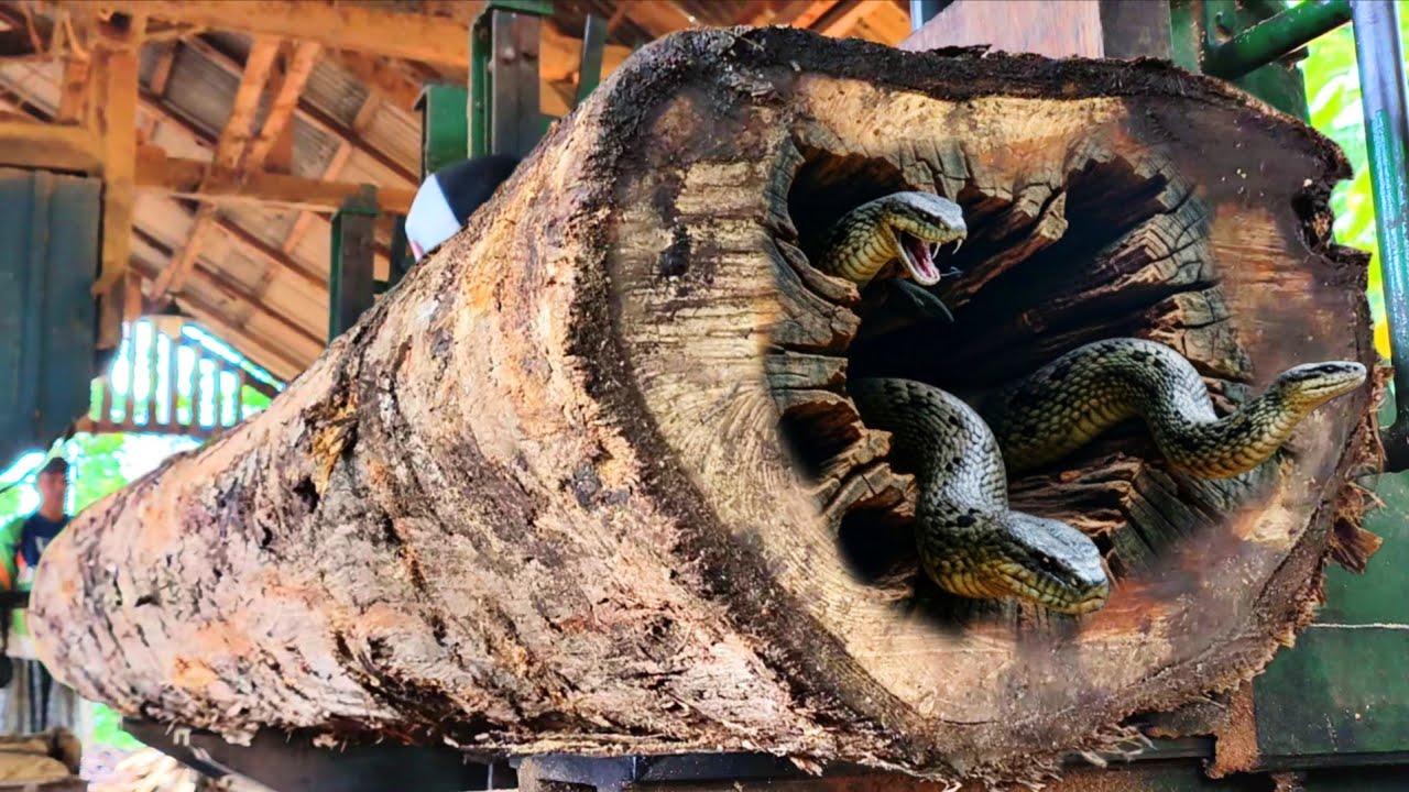 Mysterious history of the deadly wooden kingdom!! Sawing the devil's stump inside the sawmill