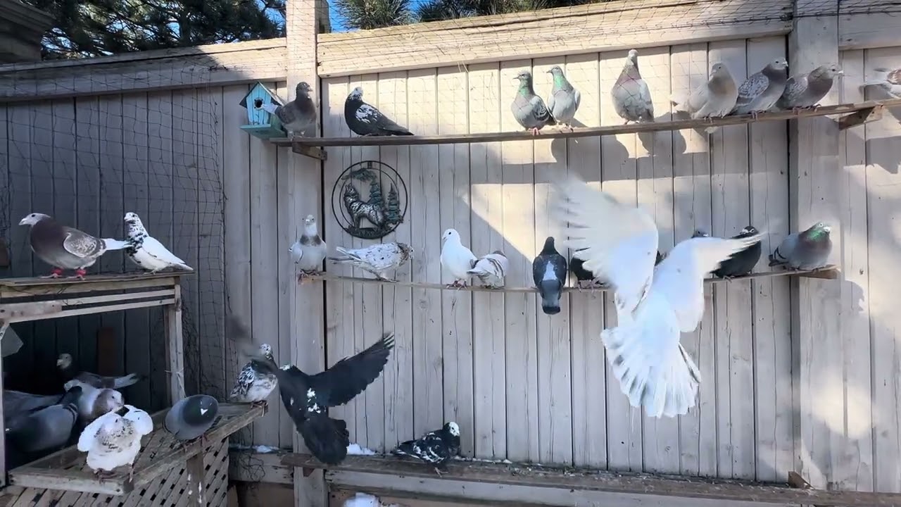 Racing Pigeons 🇨🇦 #pigeon101 #kaftar #pigeon #birds #kabutar #pigeonlover on