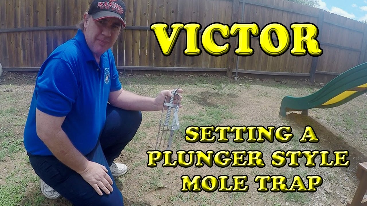 Tips to Setting and Catching a Mole with the Victor Plunger Style Mole Trap
