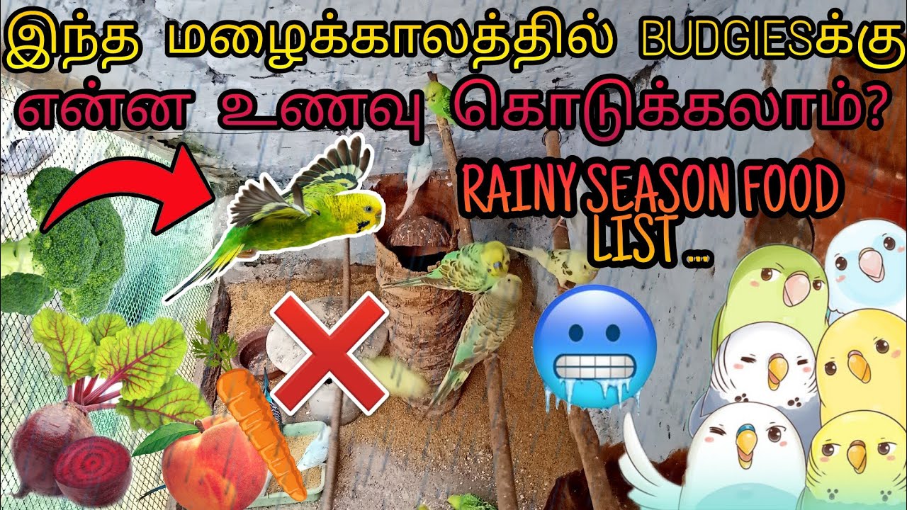 Budgies rainy season food list || Best food for Budgies in rainy season || Tamil ||
