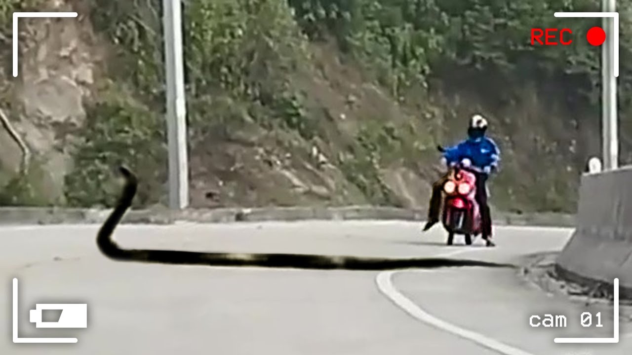 Moments Incroyables sur la Route Filmés par Caméra