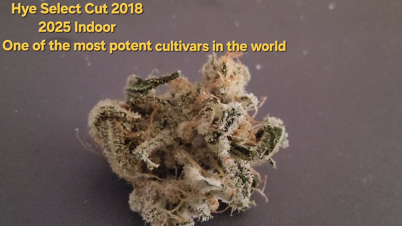Camnabis Flower Review, Hye Select Cut 2018 indoor 2025 bottom boof test #420 MOST POTENT CULTIVAR