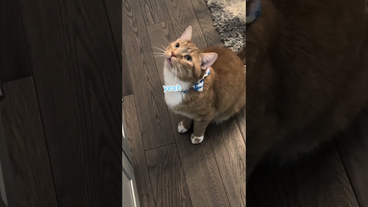 Cabinet chats 😻 #cute #cats #videos #viral #pets