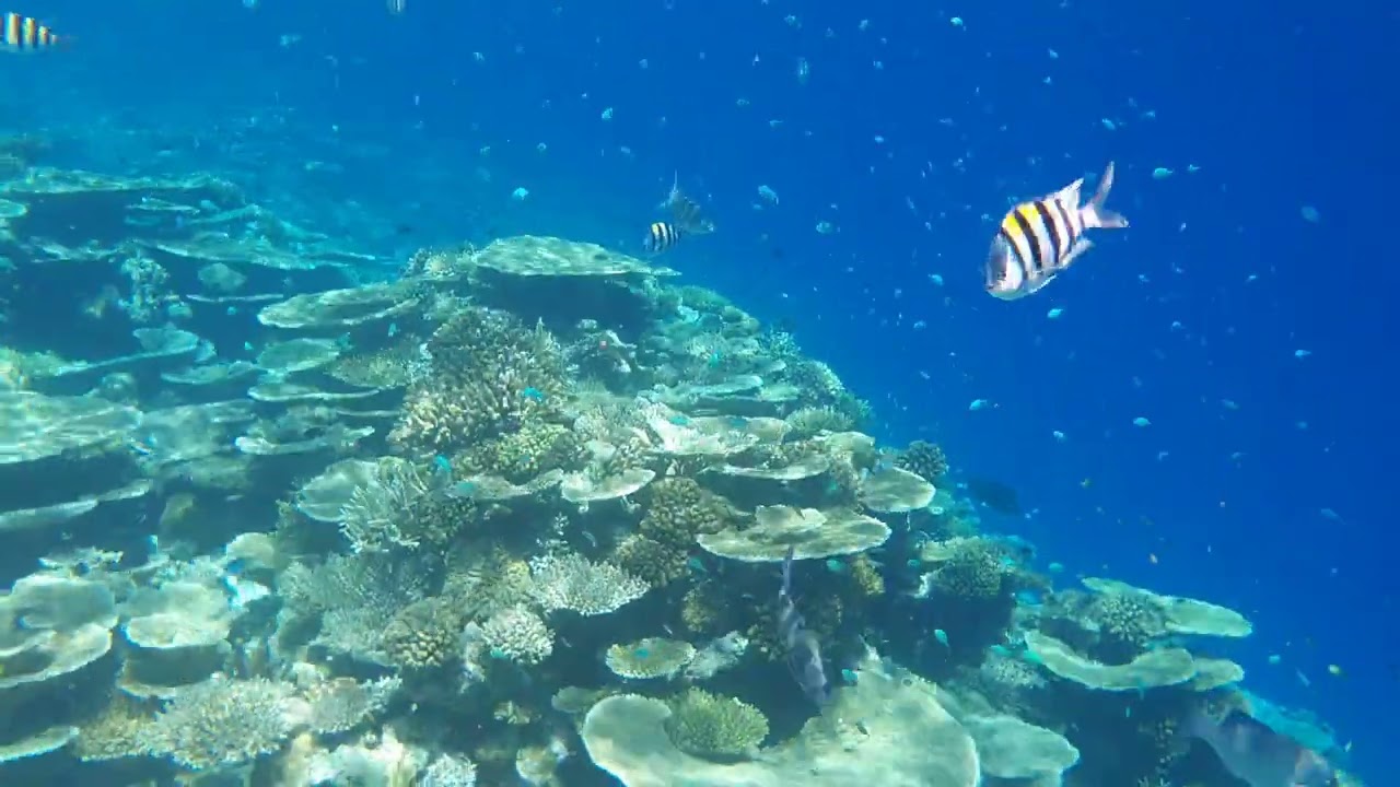 Домашний риф Amari Havodda Maldives 2023