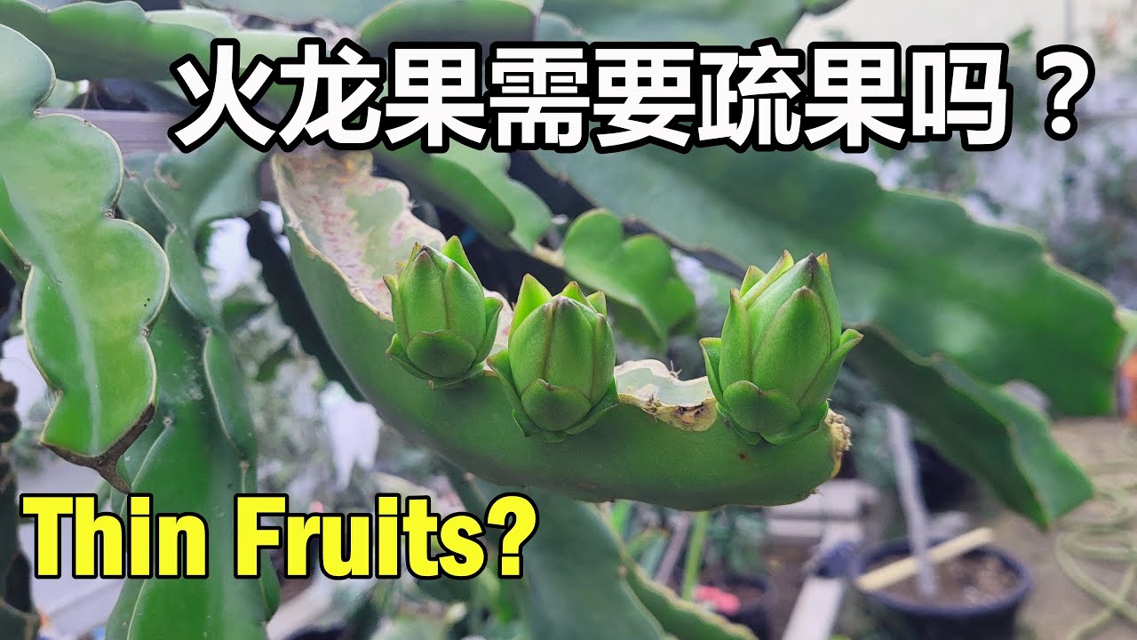 【拈花惹草的杨博士】火龙果需要疏果吗/火龙果如何疏果/火龙果花期管理/火龙果种植及养护/盆栽火龙果/Dragon Fruit Flower Buds and Care Tips