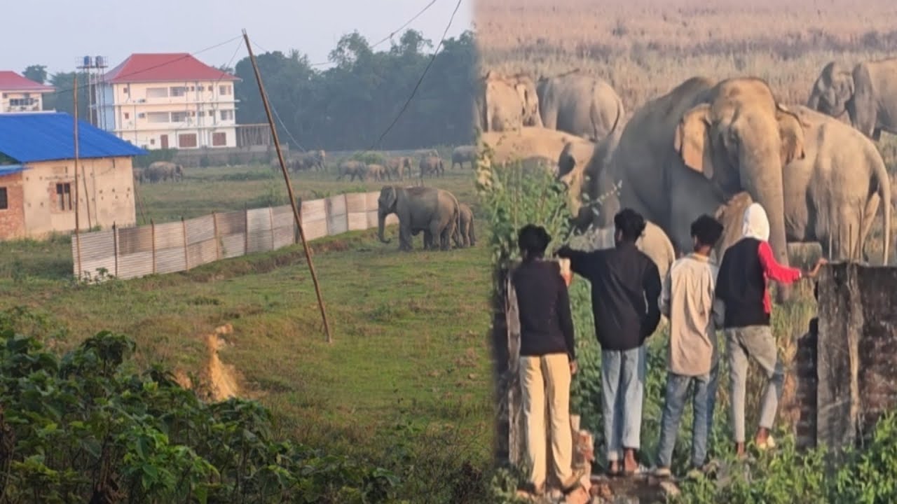 Wild Elephants Herd in human Residencial Area!