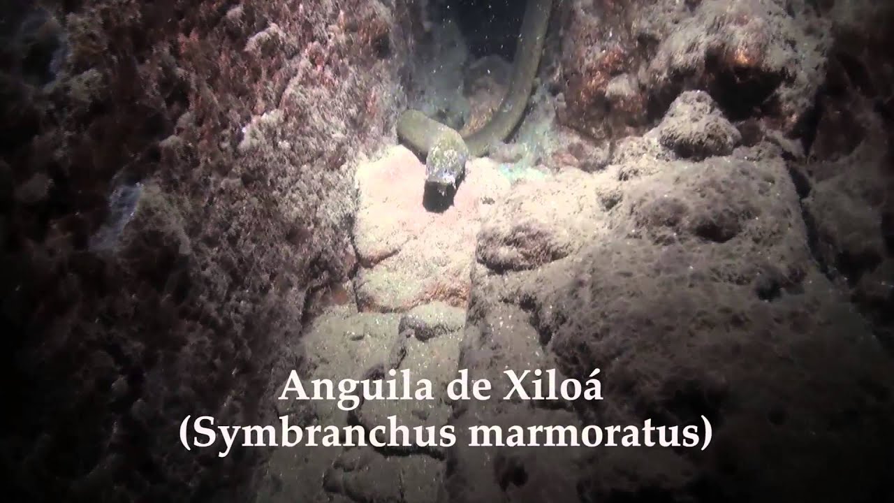Muestreo Genético de peces en Xiloa