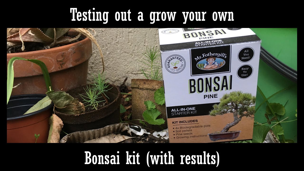 Testing out a grow your own bonsai kit (with results)