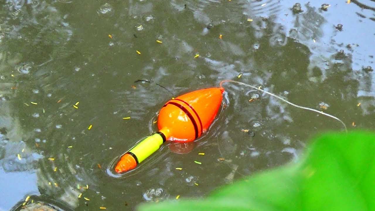 Best Fishing Video (Part-501)