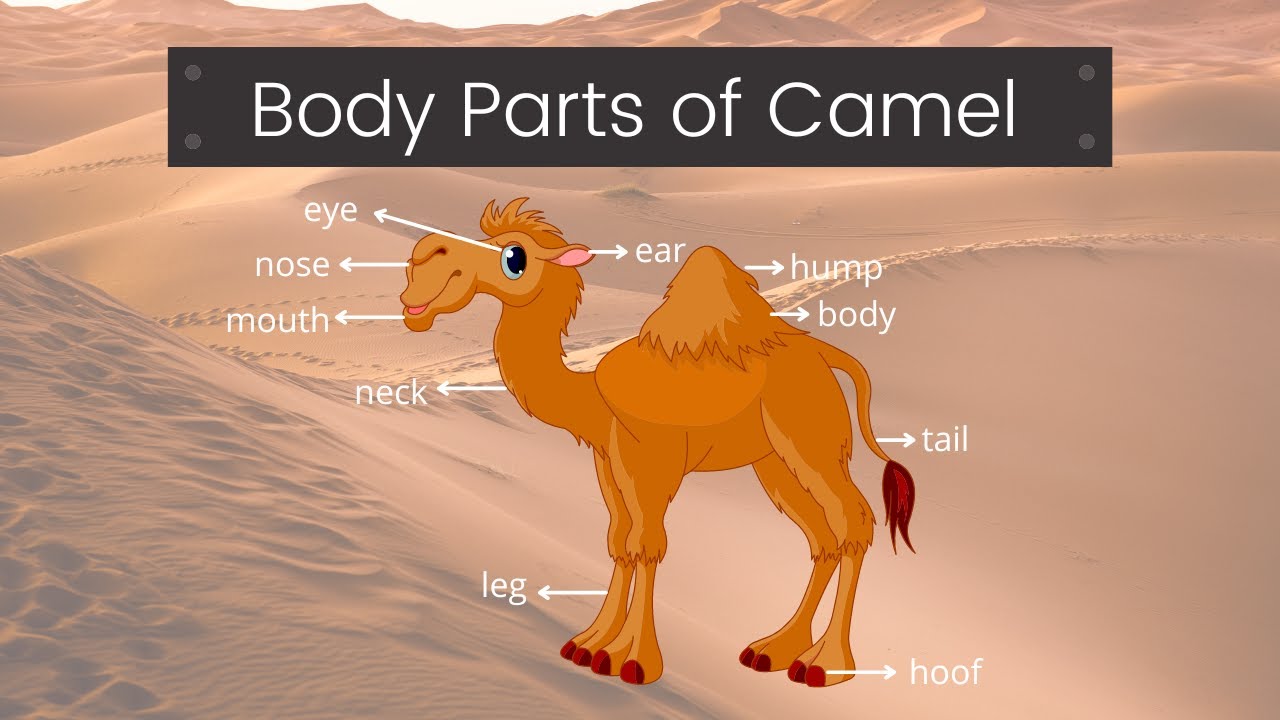 Body Parts of Camel | Label Body Parts of Camel | Important Camel Body Parts English | Easy Learning