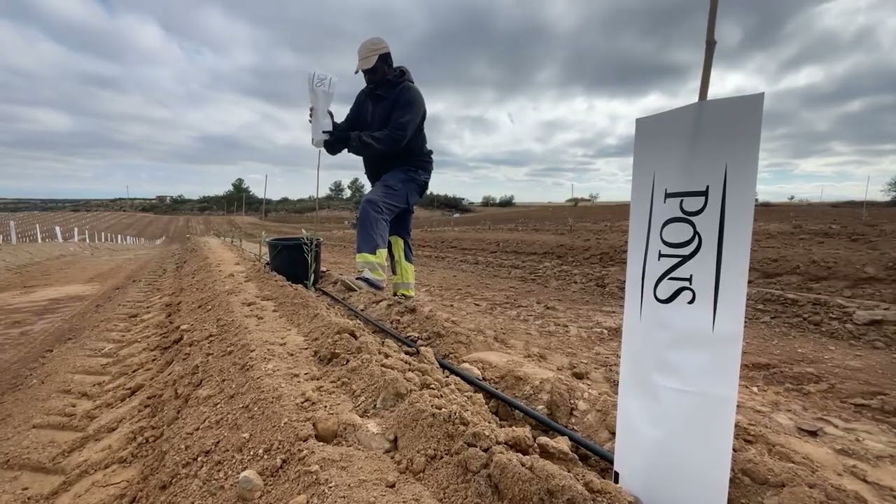 Nueva plantaci&oacute;n de Lecciana, 32 hect&aacute;reas cultivadas con el modelo de cultivo Smartree.