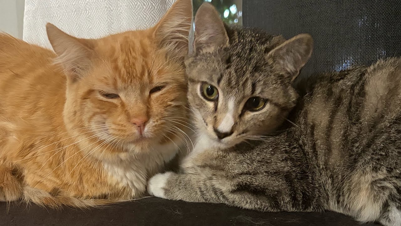 Mrow cat fight 0.7x speed