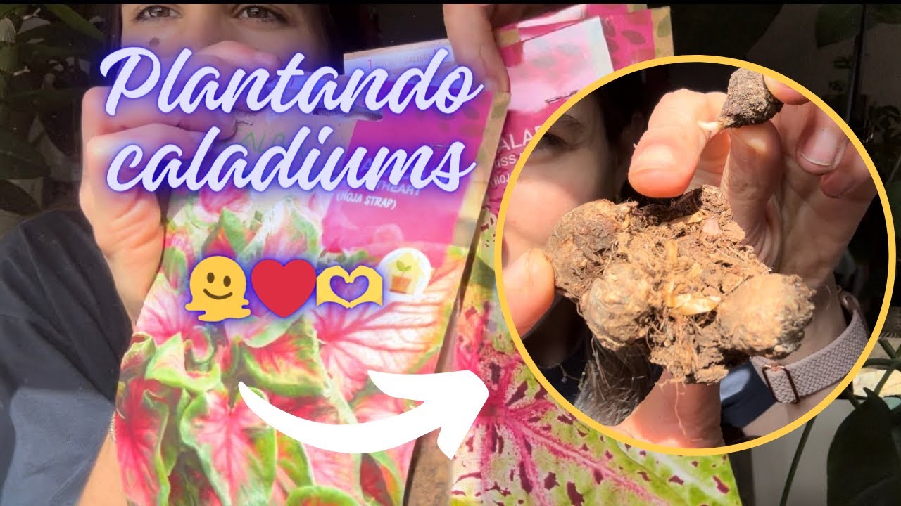 Plantamos bulbos de Caladium paso a paso | Usamos bulbos nuevos y algunos de años anteriores