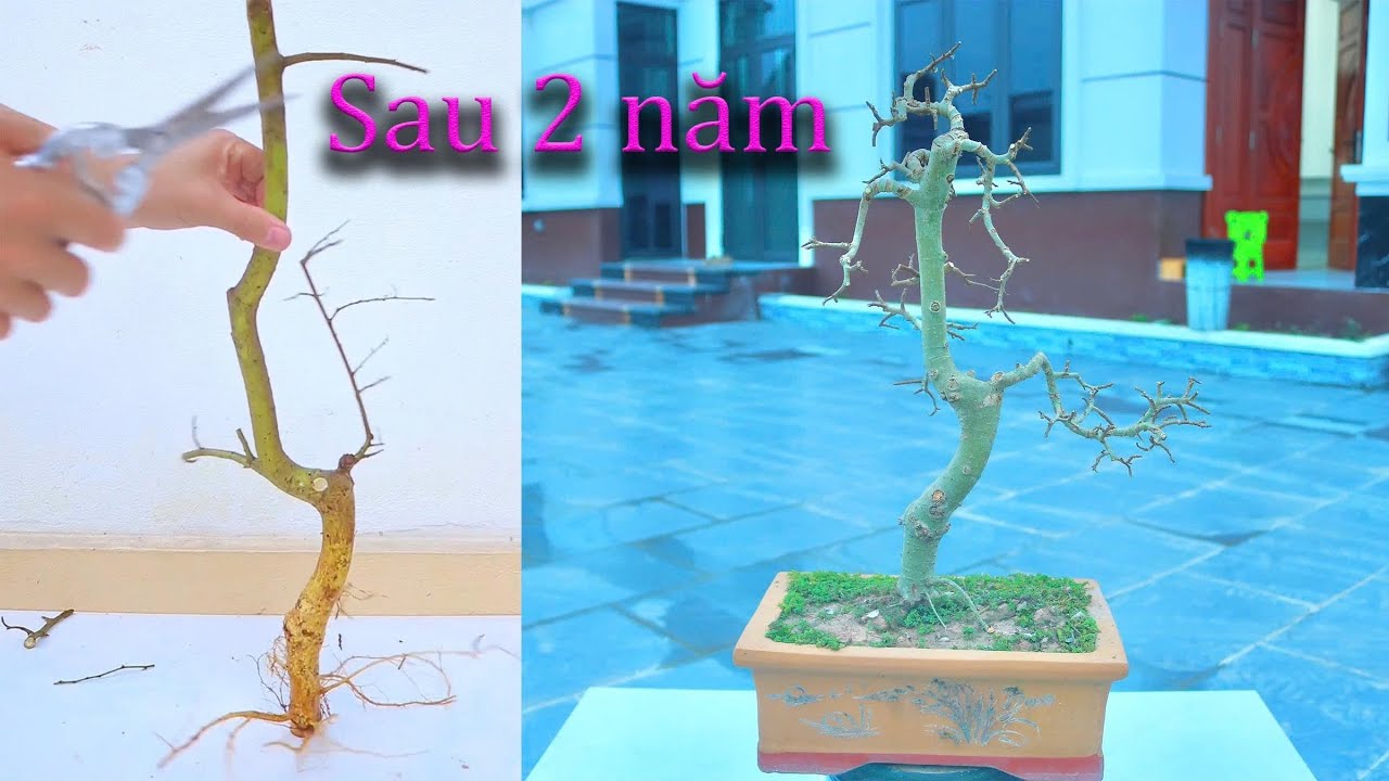 2 năm biến c&acirc;y Duối bờ r&agrave;o th&agrave;nh C&acirc;y Bonsai trực văn nh&acirc;n đẹp