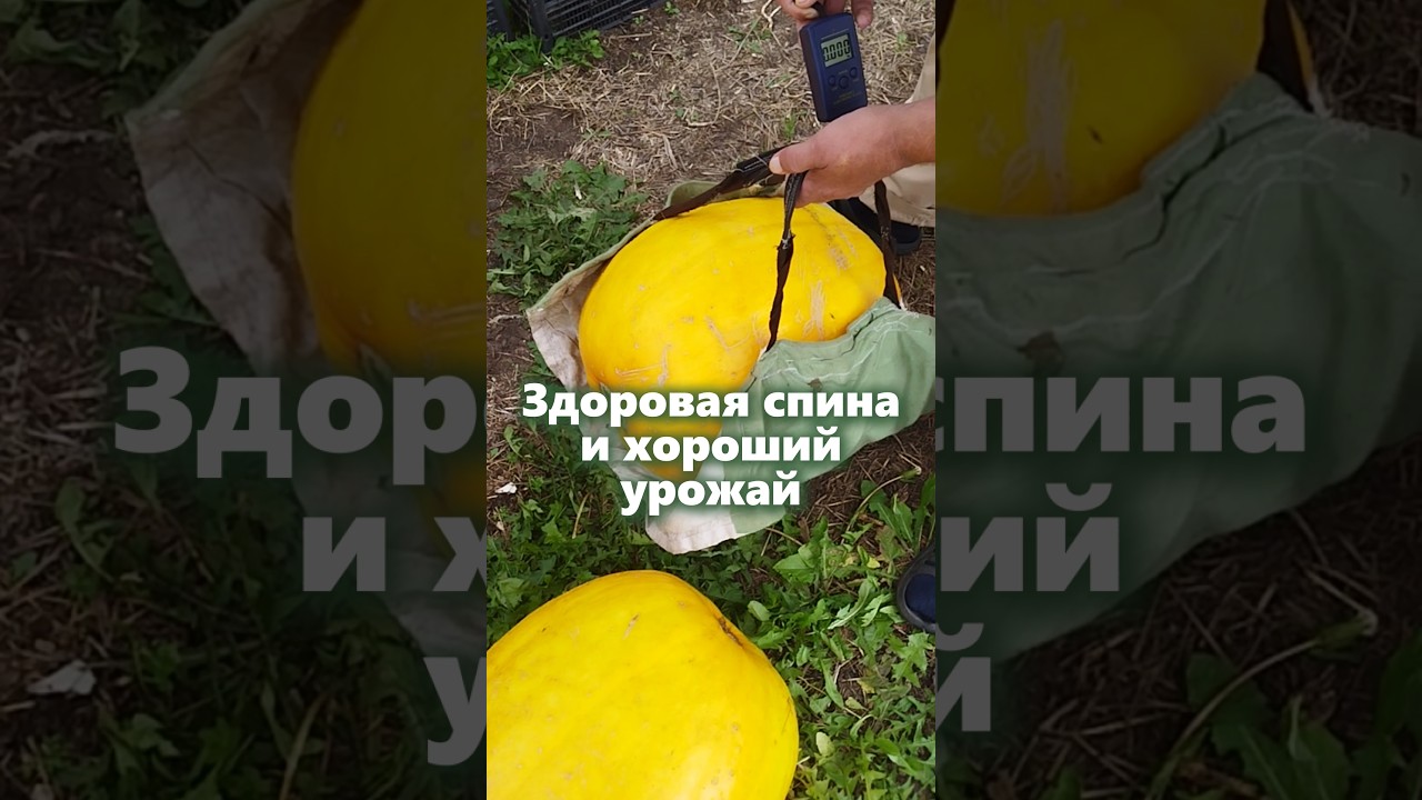 Главное поменять мышление #мульчирование #огород