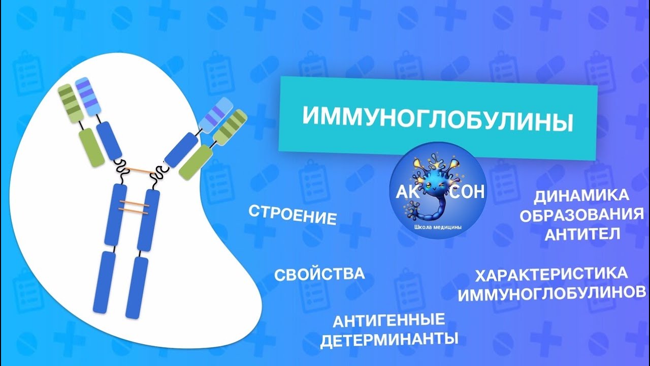 Строение, свойства и функции иммуноглобулинов