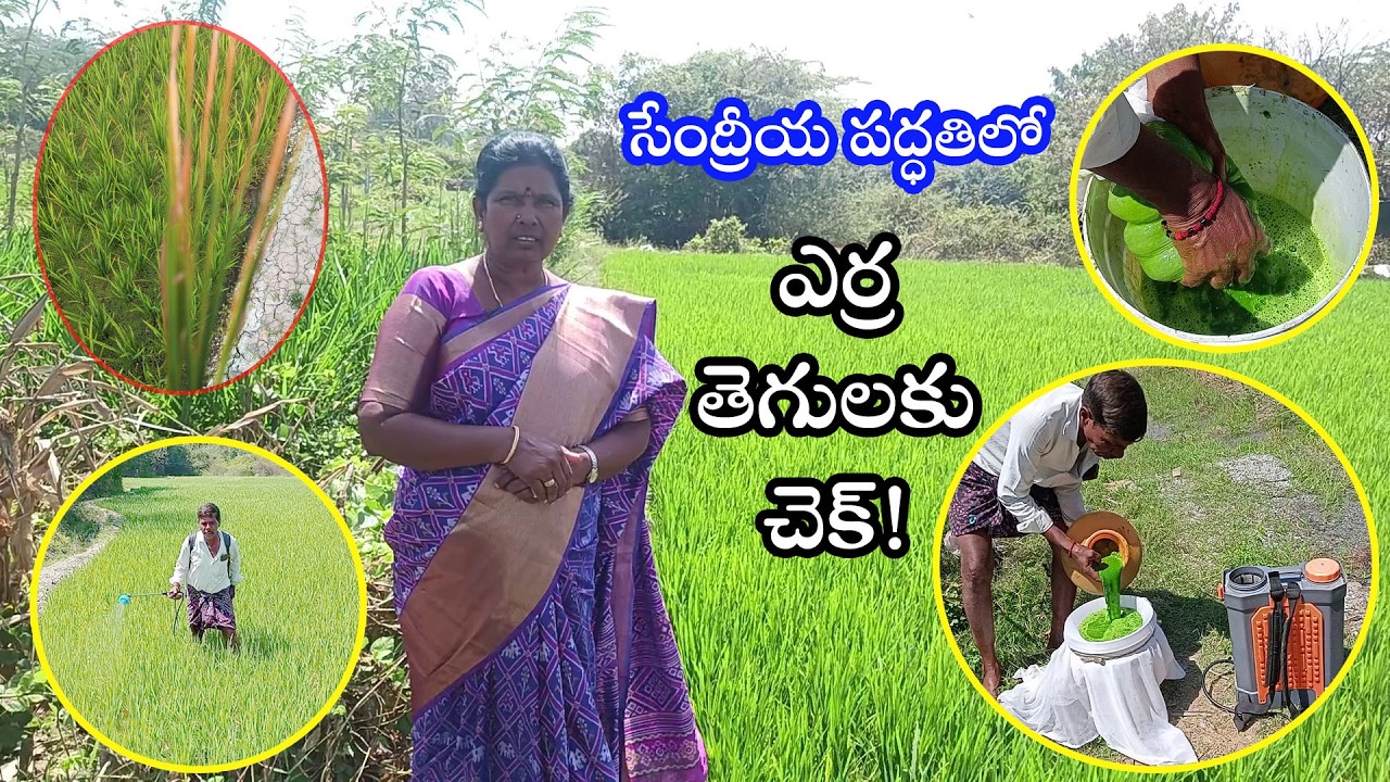 సేంద్రీయ పద్ధతిలో ఎర్ర తెగులకు చెక్! | Organic Red Pest Control | Natural Farming Telugu