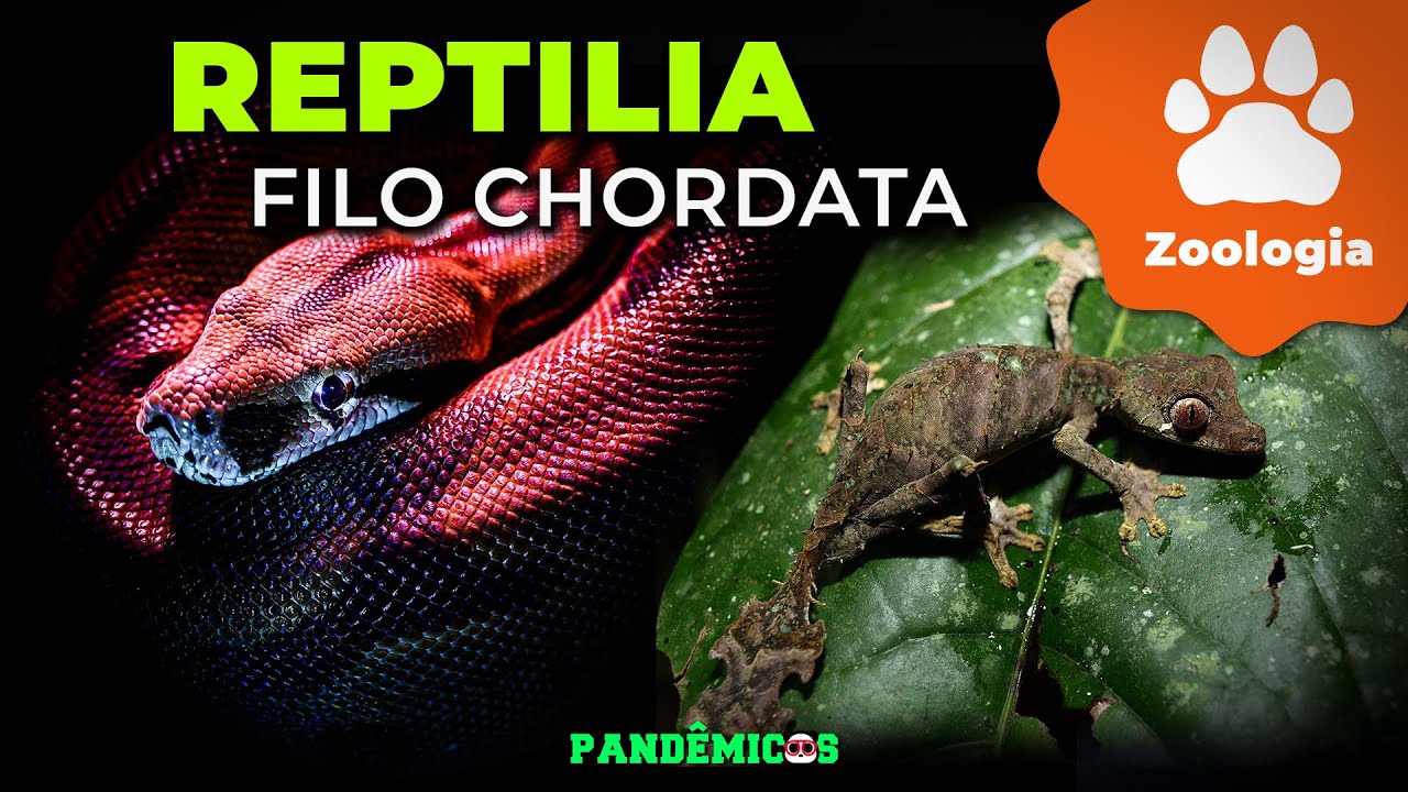 Filo Chordata: Classe Reptilia