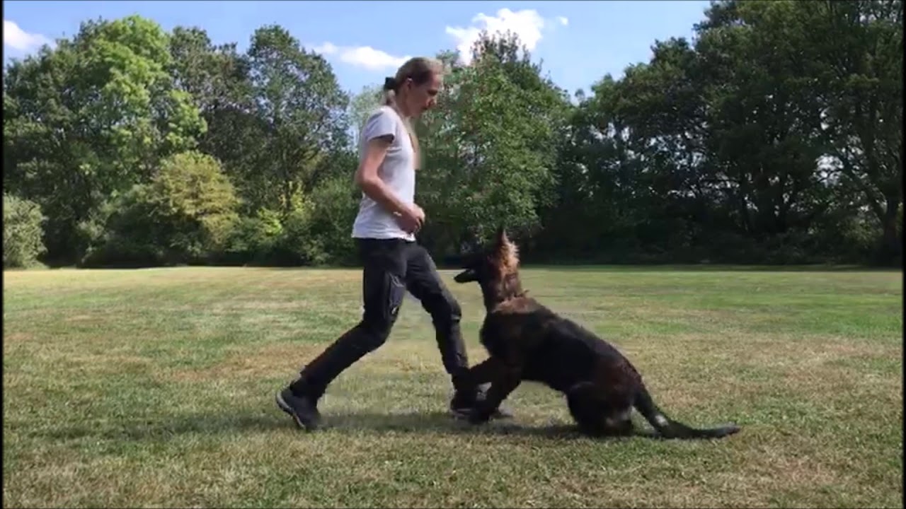 Fussel of Wolfcubs, Deutscher Schäferhund, Langstockhaar, mit 5 Monaten