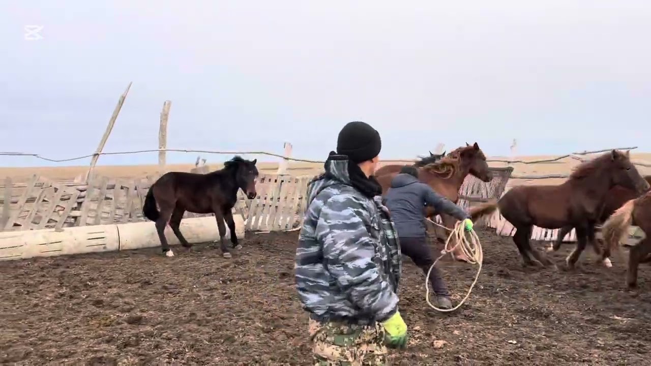 Соғым шалма салу🐎