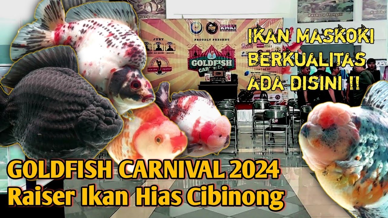GOLDFISH CARNIVAL 2024 | Kontes Ikan Maskoki di Raiser Ikan Hias Cibinong, Bogor | 1-3 Maret 2024