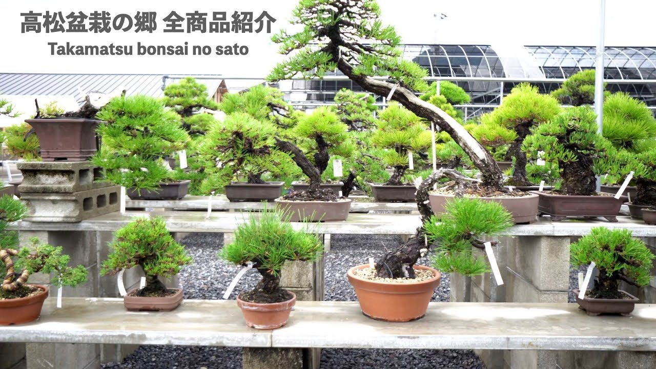 [全商品紹介] 高松盆栽の郷フェスタ 2022