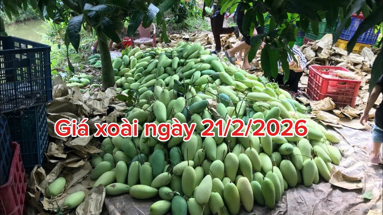 Giá xoài hôm nay 21/2/2026