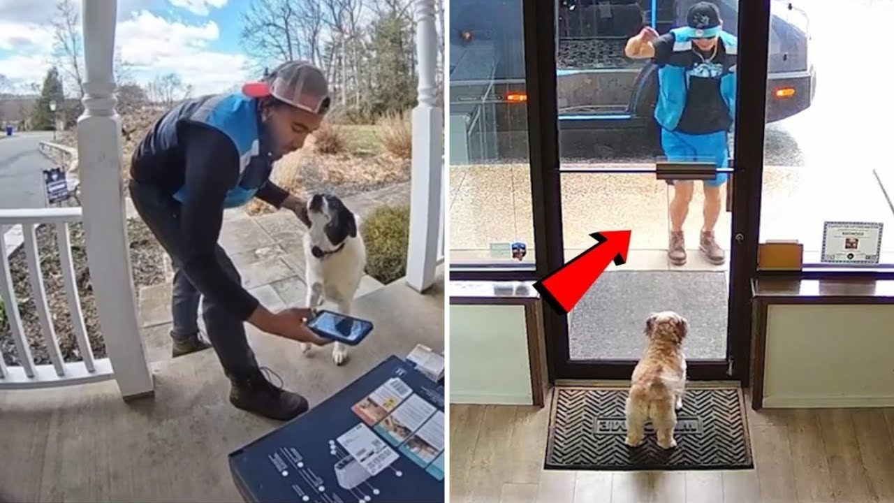 When Delivery Drivers Become Best Friends with Fur Babies 🐶📦 | Heartwarming Moments 2025