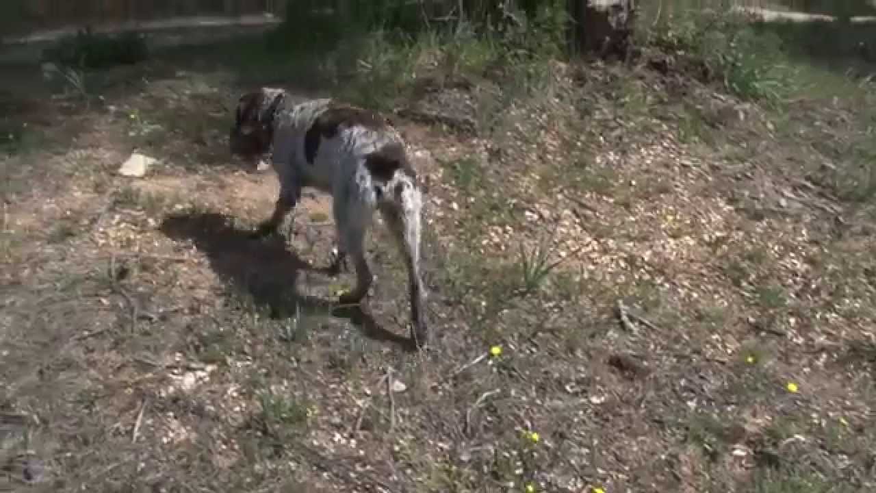 Ca&ccedil;a Perdizes Mora 2015