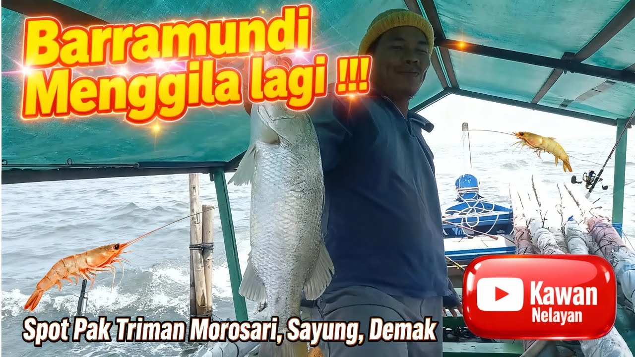 Barramundi mengila lagi !!! Spot morosari, Sayung, Demak