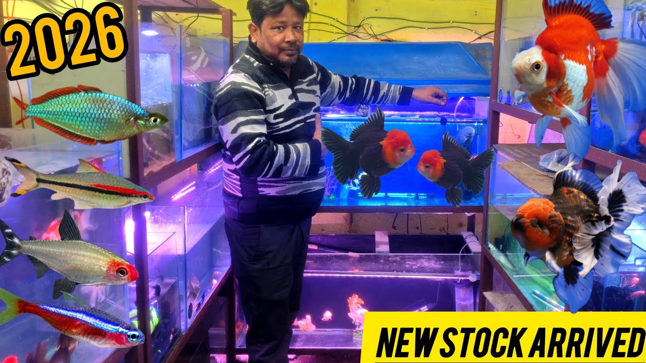 2026 New Aquarium Fish Stock 😍 Arrive Rihan Aquarium Imported Goldfish Very Low Price Guarante Delhi