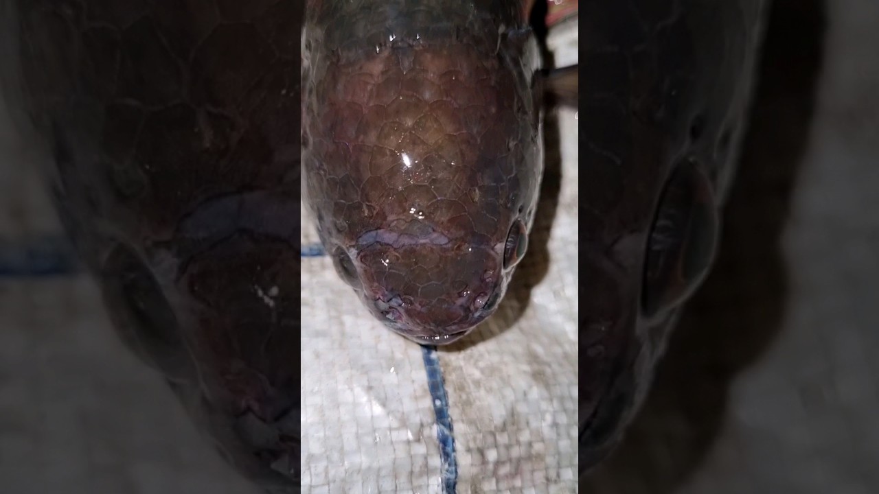 Ikan Perch Pendaki Besar #ikan #memancing #trending #viral #shortsfeed #anime #shortsvideo #share #shorts