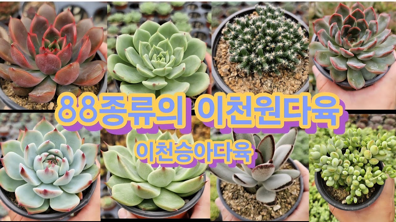 88종류의 이천원다육이 구경하세요~ #succulent #다육판매 #이천승아다육 #이천다육 #국민다육 