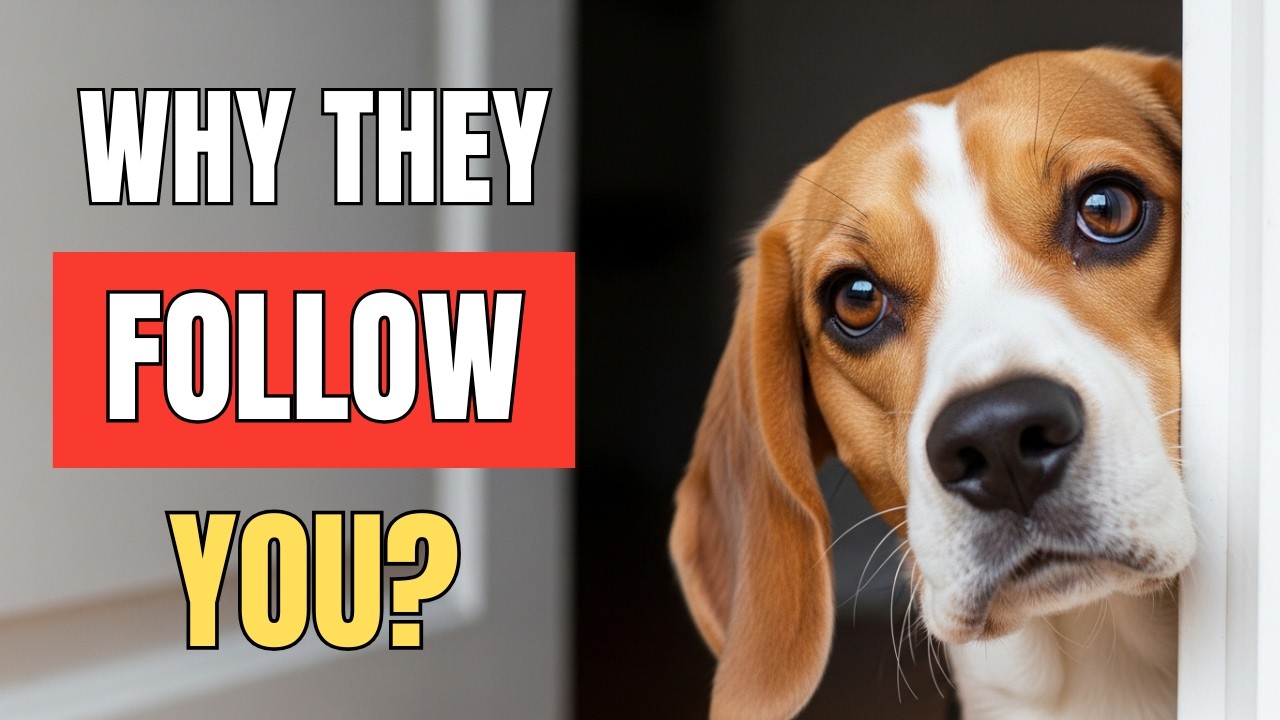 Is Your Dog Secretly Protecting You? 🐶