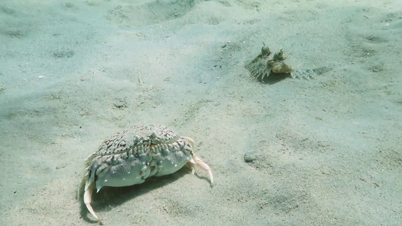 Flame box crab & Flounder - Stalking Behavior - Bonaire - Dec 2019