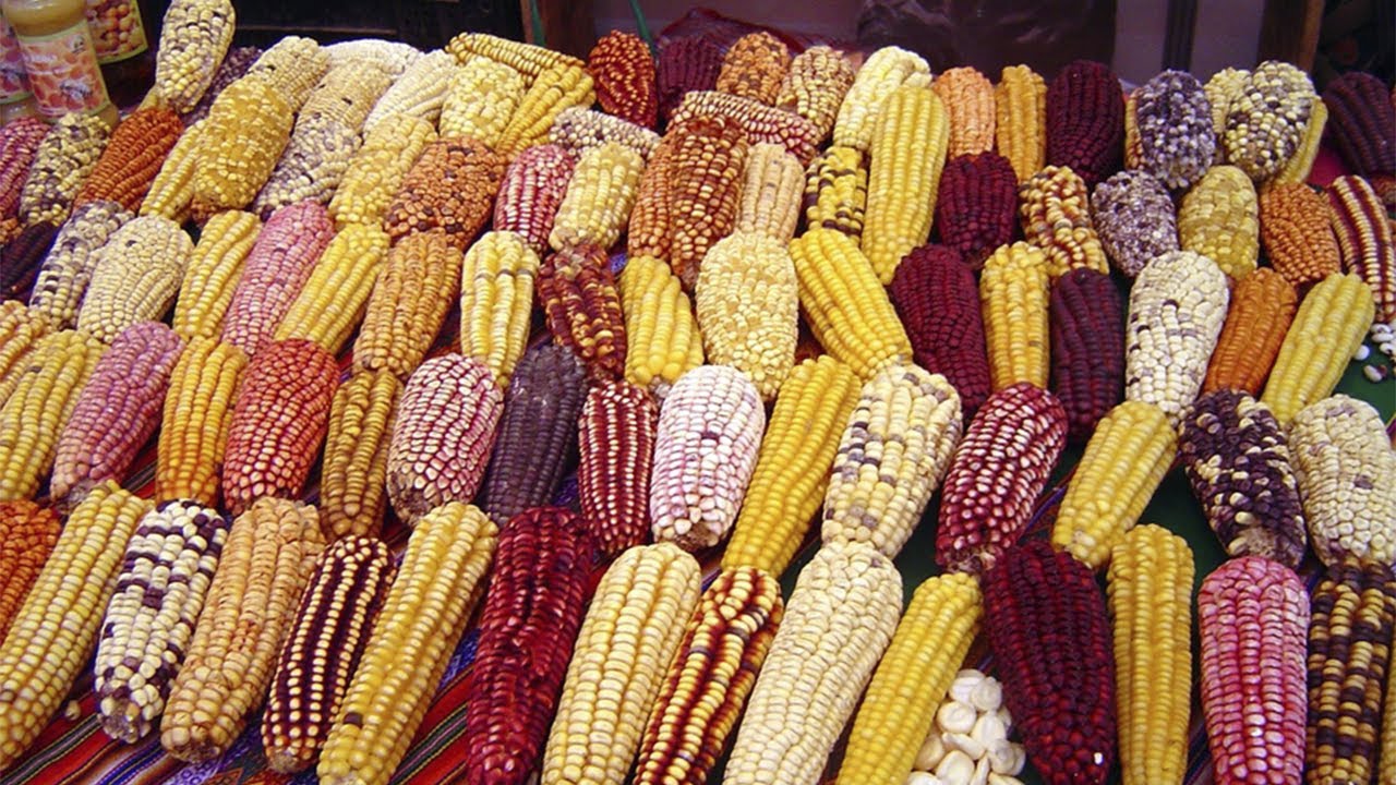 Superalimento: su majestad el ma&iacute;z