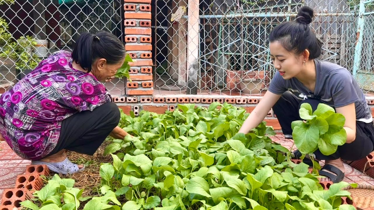 Buổi Chiều Sau Cơn Mưa Trồng Thêm Mớ Rau, Nấu Bữa Cơm Dân Dã Cùng Gia Đình | NĐMT#830