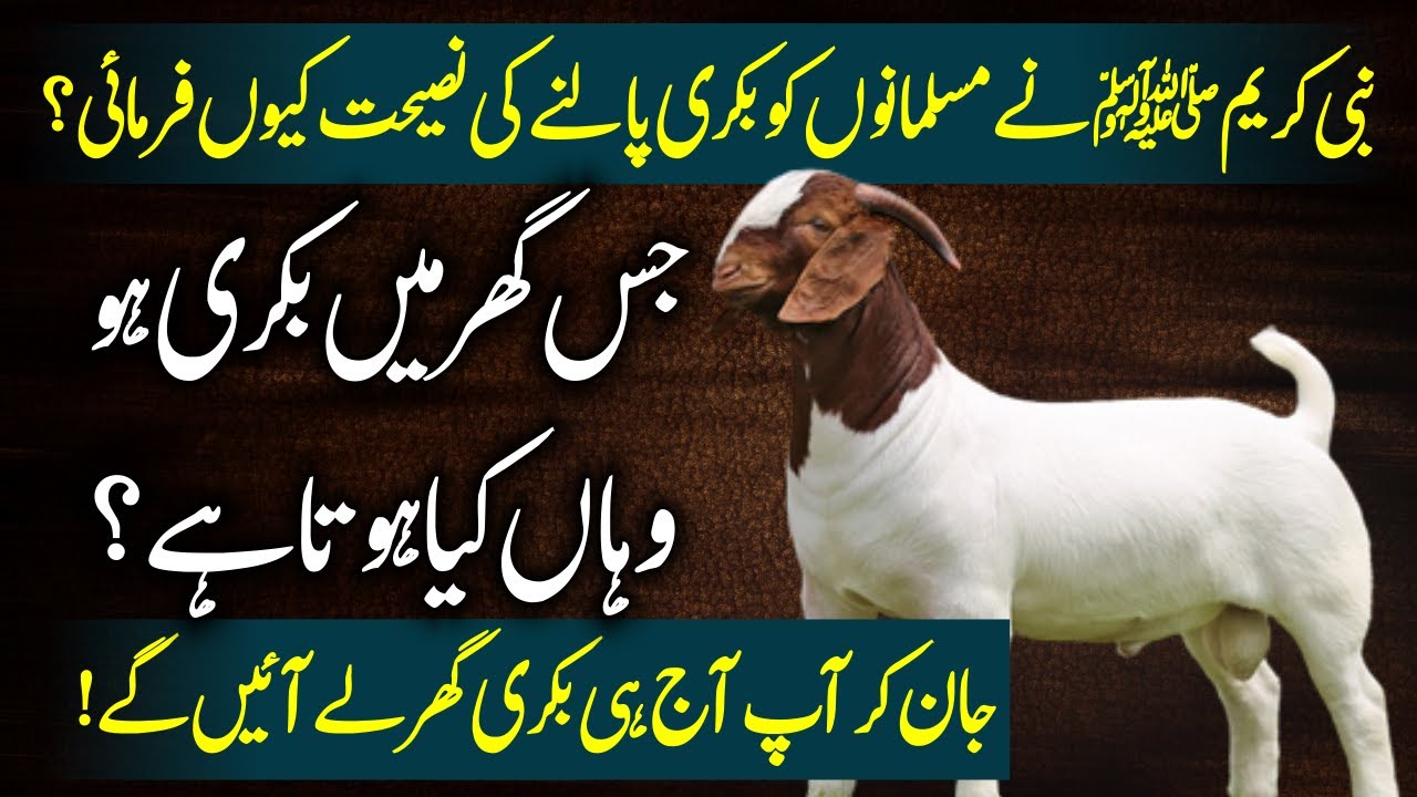 Jis Gher Main Bakri Ho Wahan Kya Hota Hai || Ghar Mein Bakri Palna Kaisa Hai