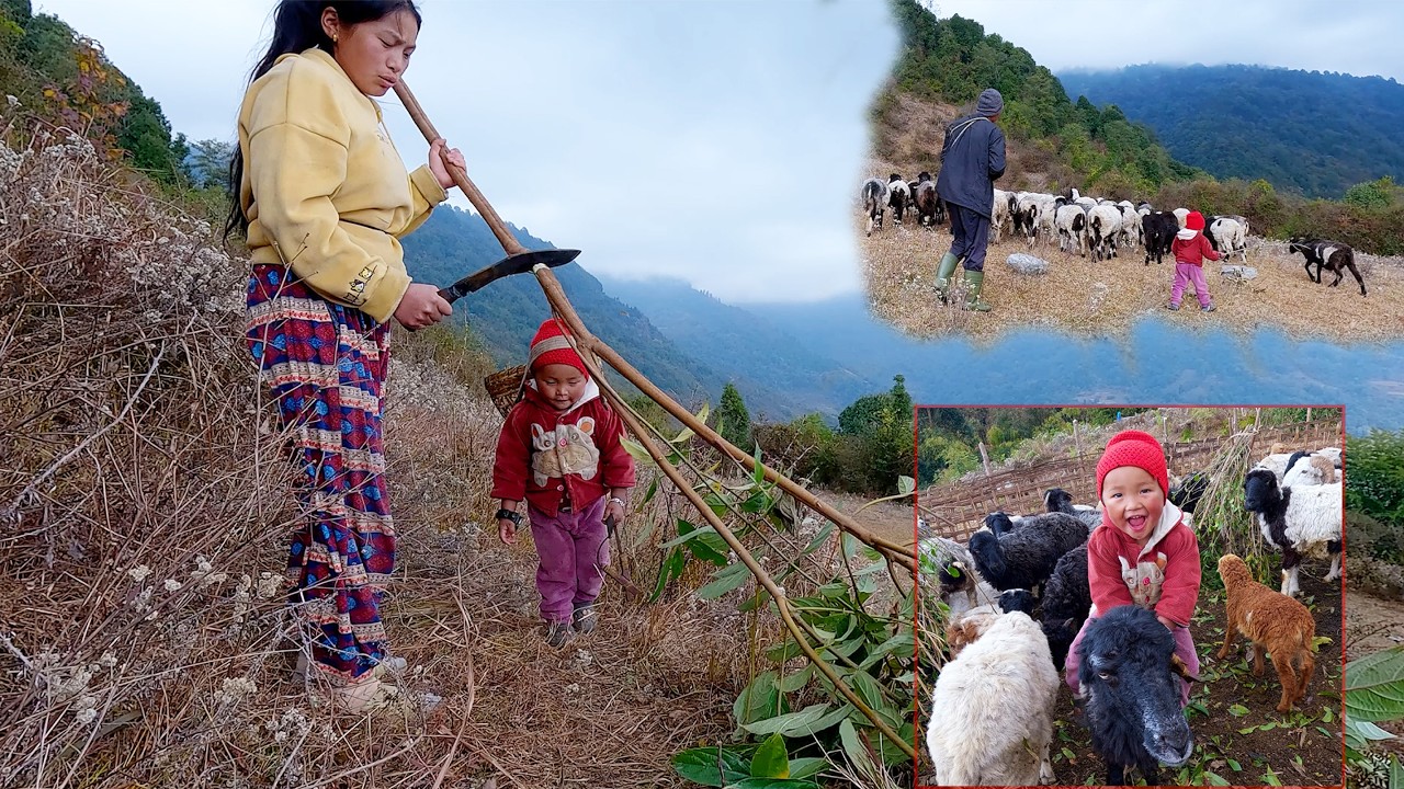 Himalayan life of Manjita's family in rural Nepal || shepherd life of Nepal ||