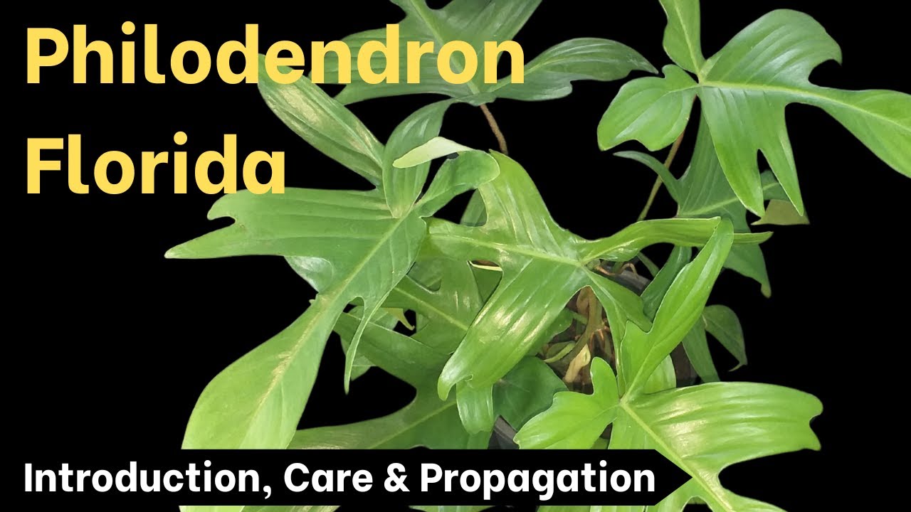 How to grow Philodendron Florida