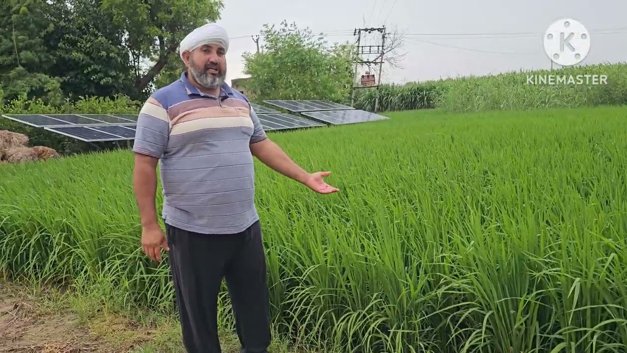 हरियाणा कौल बासमती 22का प्रदर्शन 