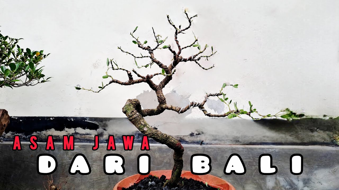 Cutting bonsai asam jawa meliuk (tamarindus indica)