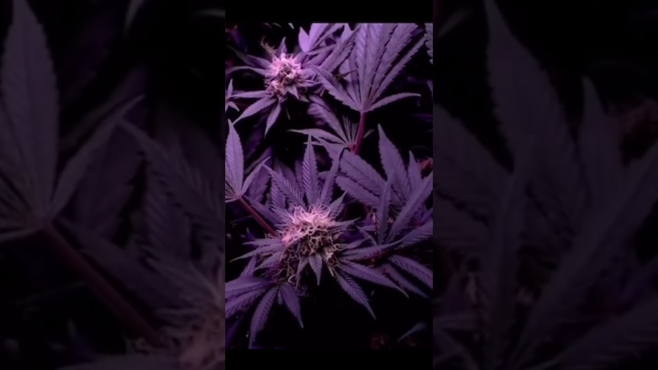 buds forming time lapse #420 #fyp #viral #shorts #youtubeshorts #trending #weed #grow #plant #flower