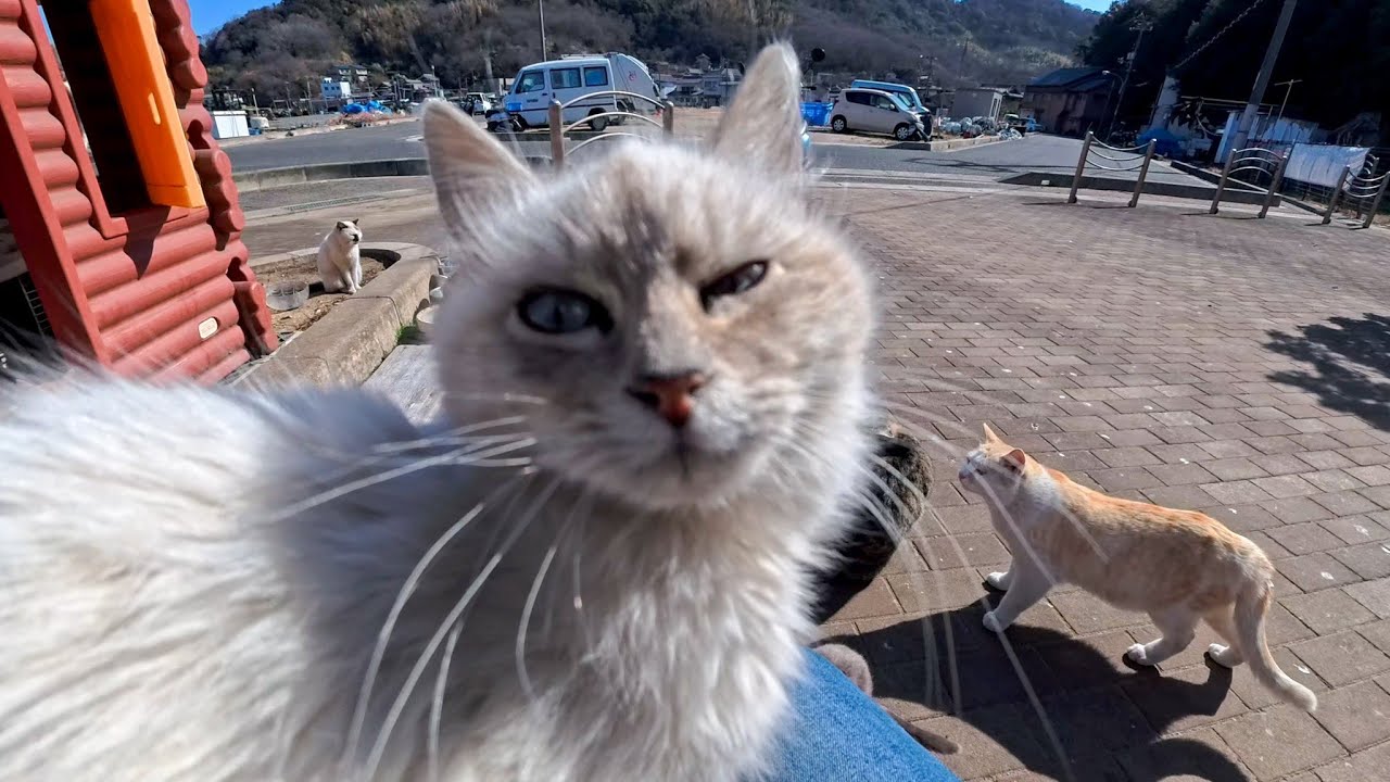 港の猫ハウスで出会った白い子猫が、そっと膝の上に…尊すぎる瞬間に癒やされた