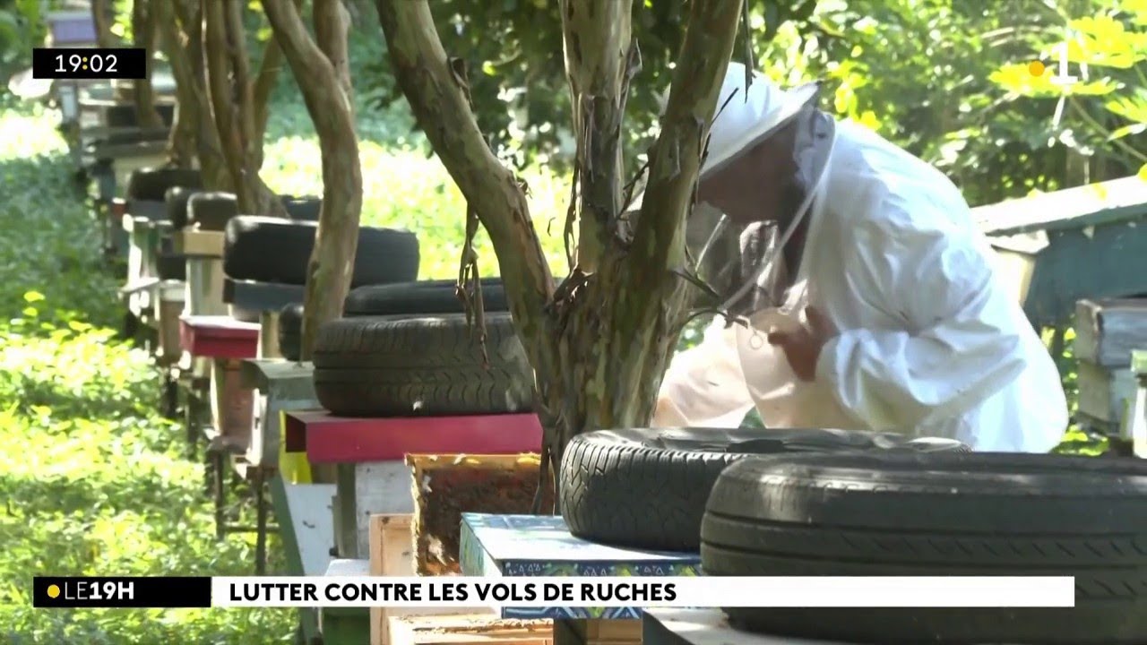 Pour se protéger des vols de ruches, les apiculteurs de La Réunion ont trouvé la parade