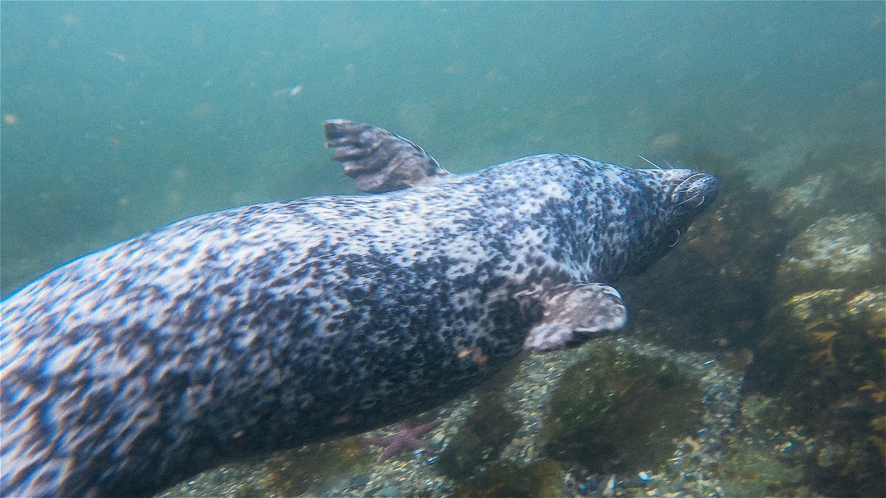 Seals Teaching us how to Freedive at Ansell Point | West Vancouver, British Columbia